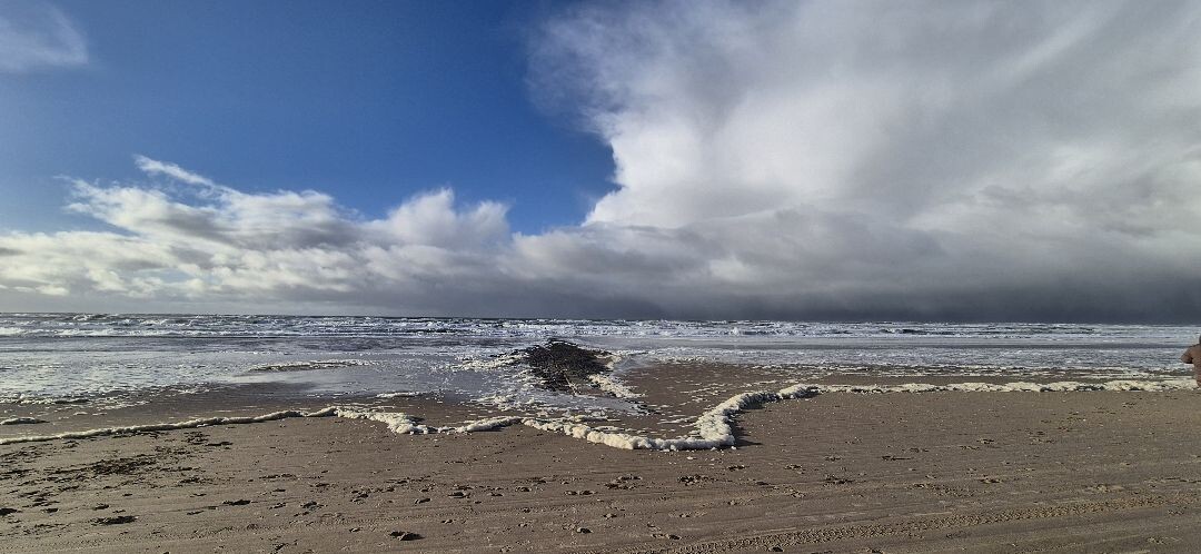 Boswachterspad Noordzeewandeling 