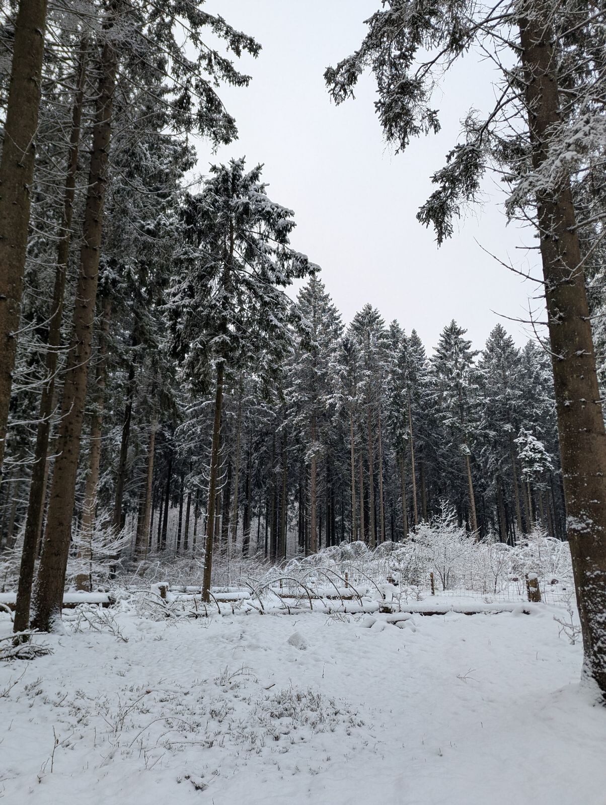 Sneeuwwandeling P&R Gieten naar P&R Annen