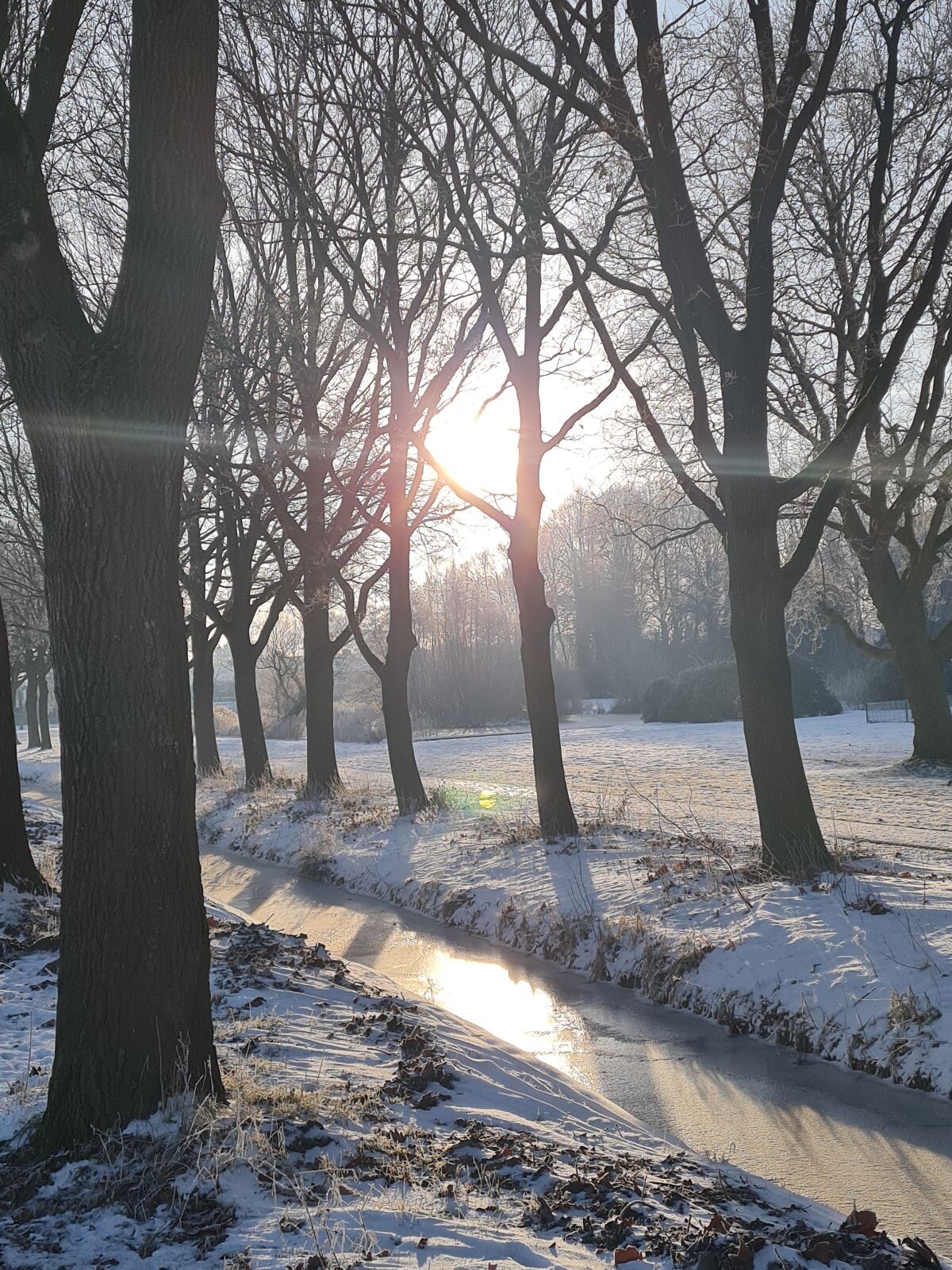 Winter ochtendwandeling met hond