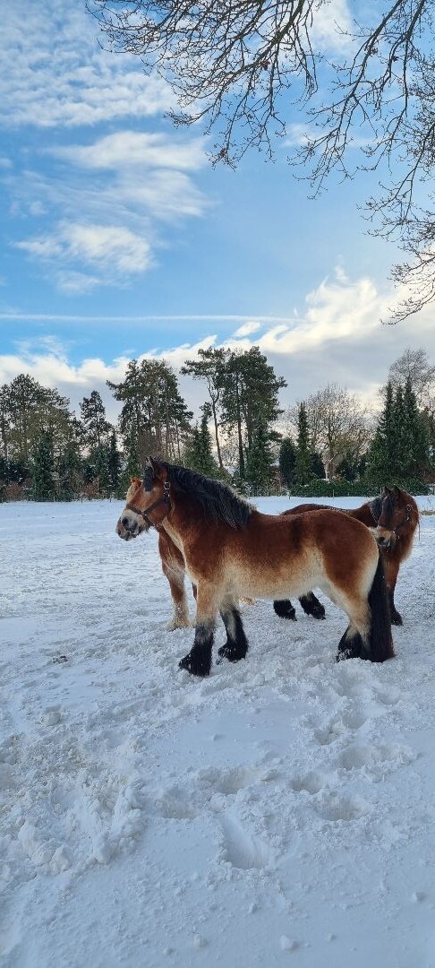Zuidlaren - Rolde · Pieterpad etappe 4