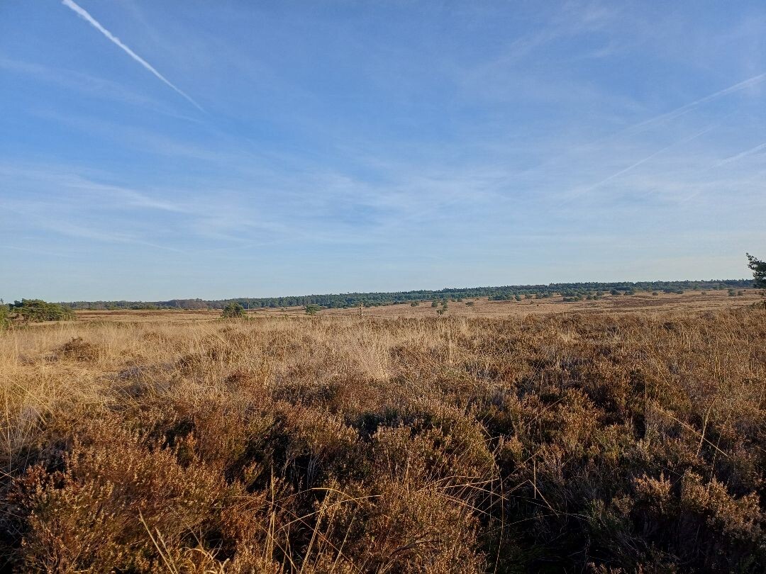 Wandelroute Heidewandeling
