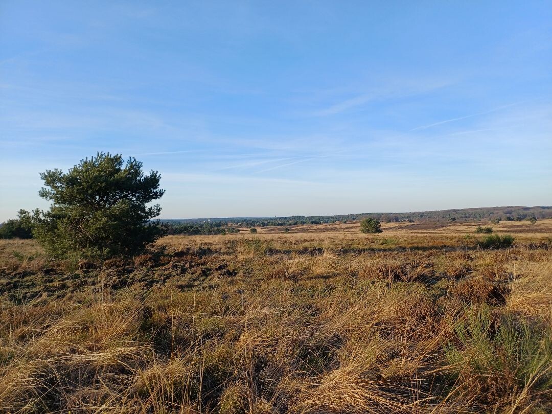 Wandelroute Heidewandeling