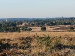 Wandelroute Heidewandeling