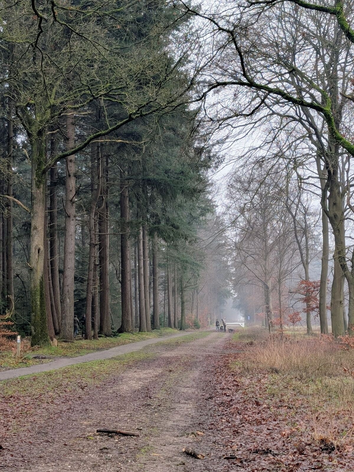 Lemele januari walk