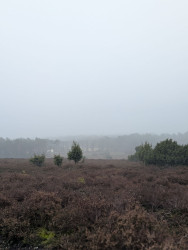 Lemele januari walk