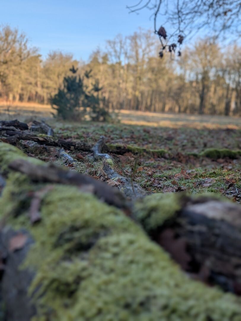 Kanonsbergroute Maashorst