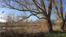 Rondje Zijdelmeer (groen)