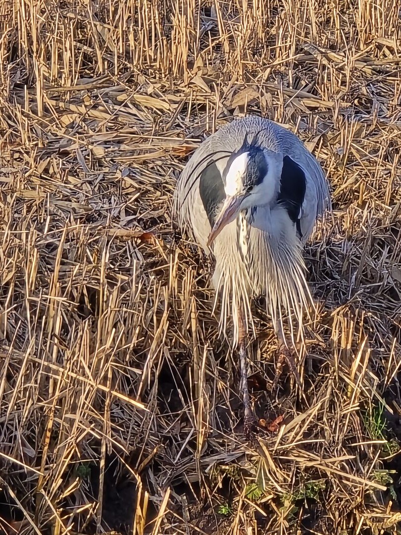 Geocaching in het Wilhelminapark Rijswijk