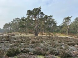 Rondje Vierhouten