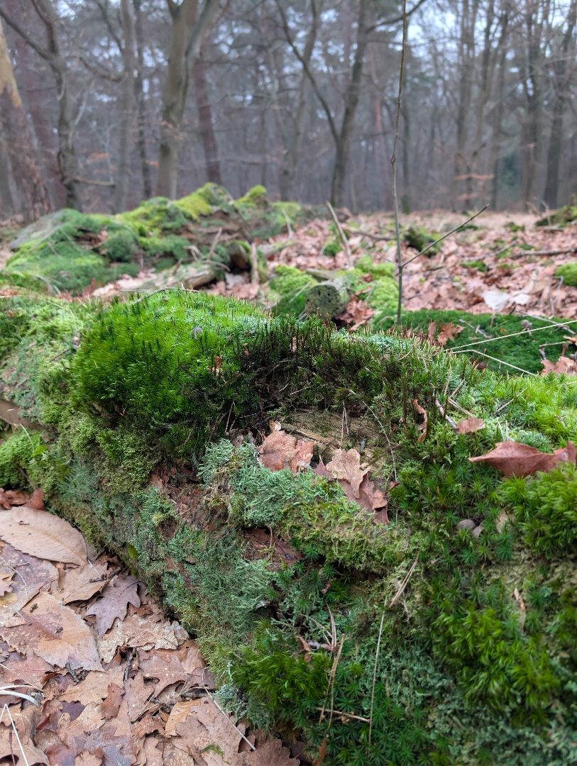 Hardlooproute Heumensoord 10 km