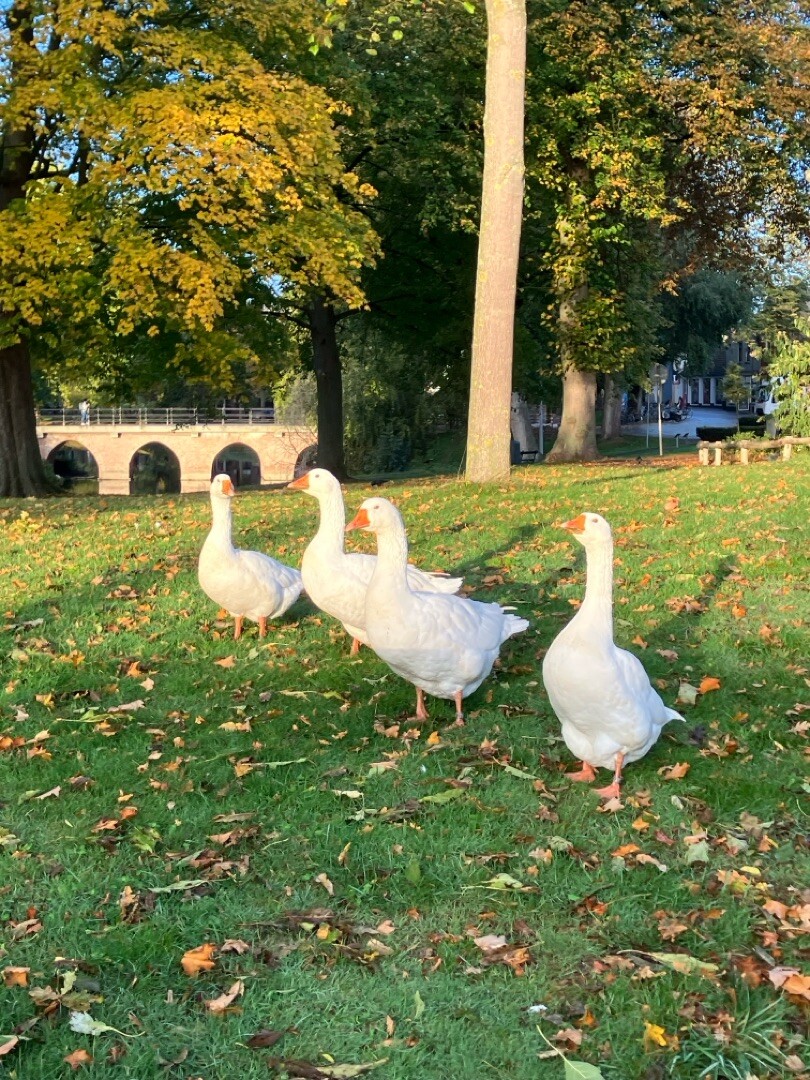 Street Art route Goes