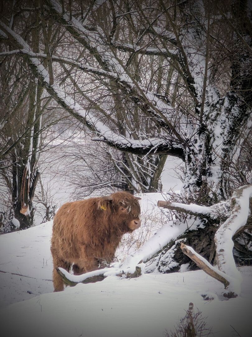 Rondje struinen in de sneeuw