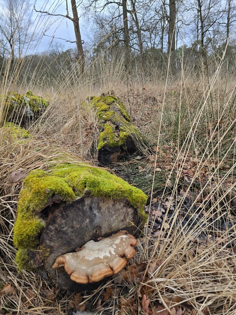 Wandeling Landgoed Wellenseind