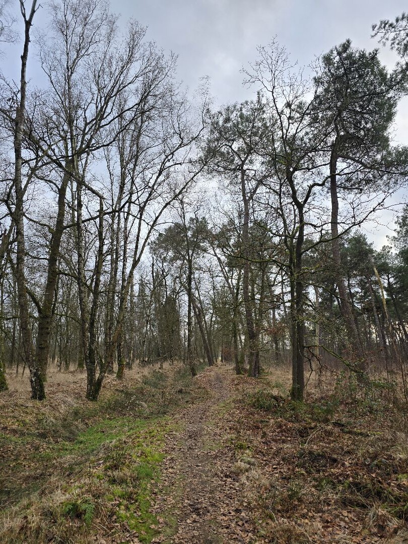 Wandeling Landgoed Wellenseind