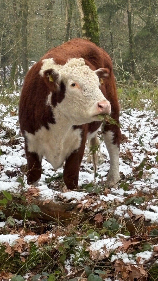 Schutrups wandeldag 25 km - 2026
