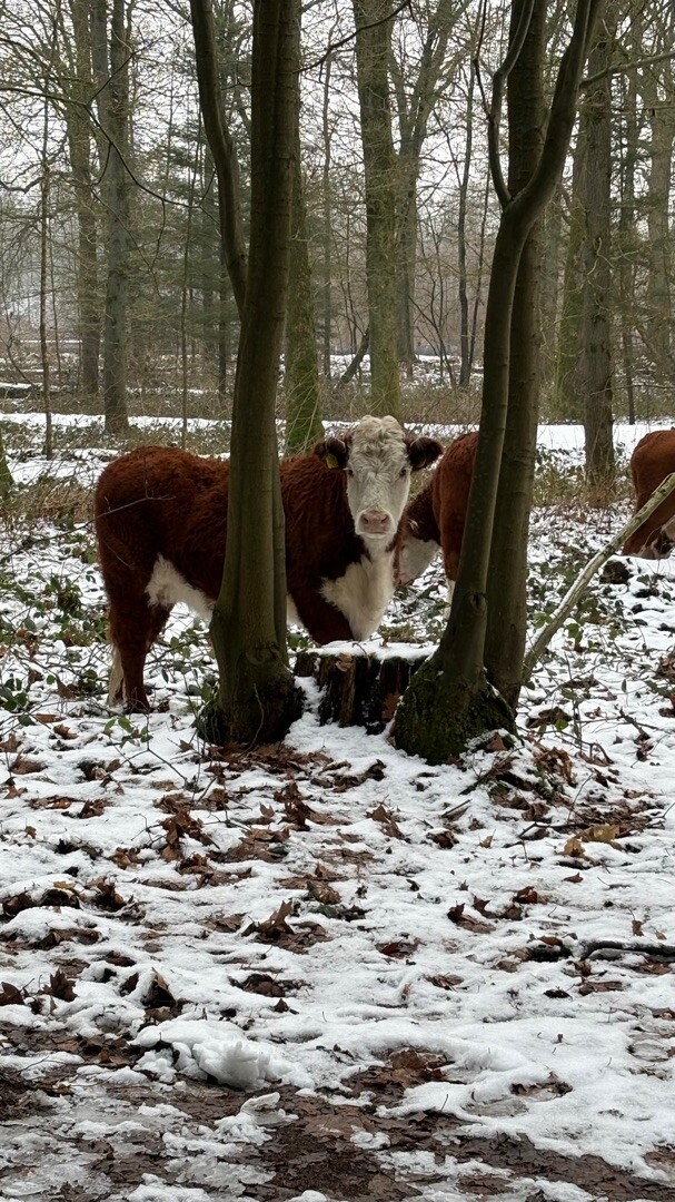 Schutrups wandeldag 25 km - 2026