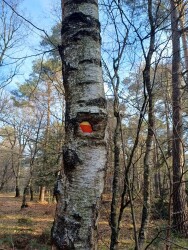 Holtingerveld - Diever · Drenthepad etappe 3