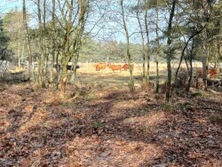 Holtingerveld - Diever · Drenthepad etappe 3