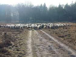 Holtingerveld - Diever · Drenthepad etappe 3
