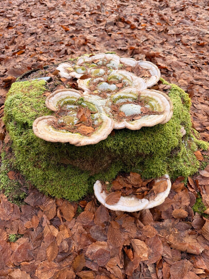 Schoonloo - Sleen · Pieterpad etappe 6