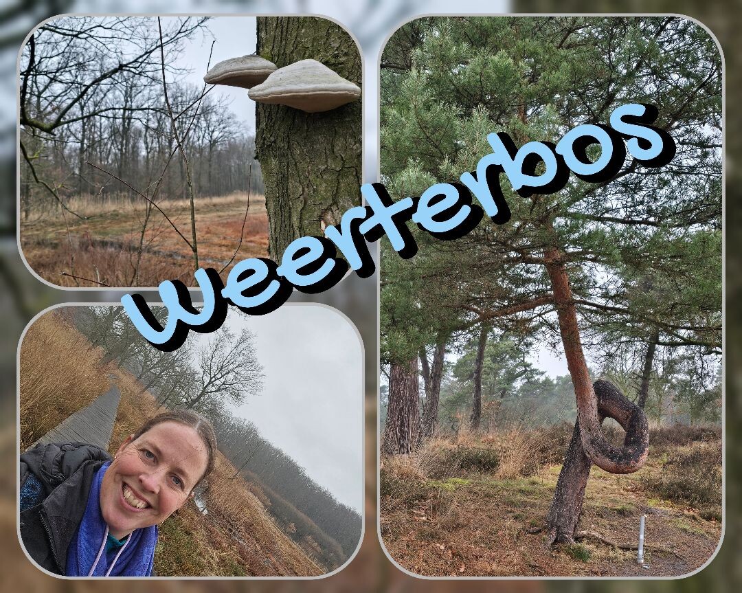 Hugterheide en Weerterbos
