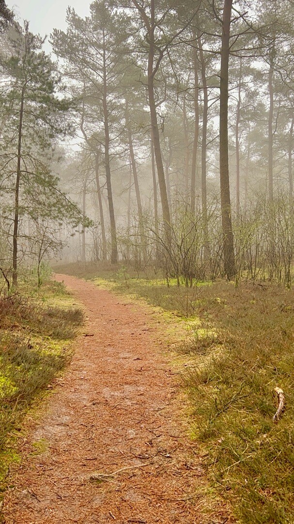 Diever Ommetje King Lear