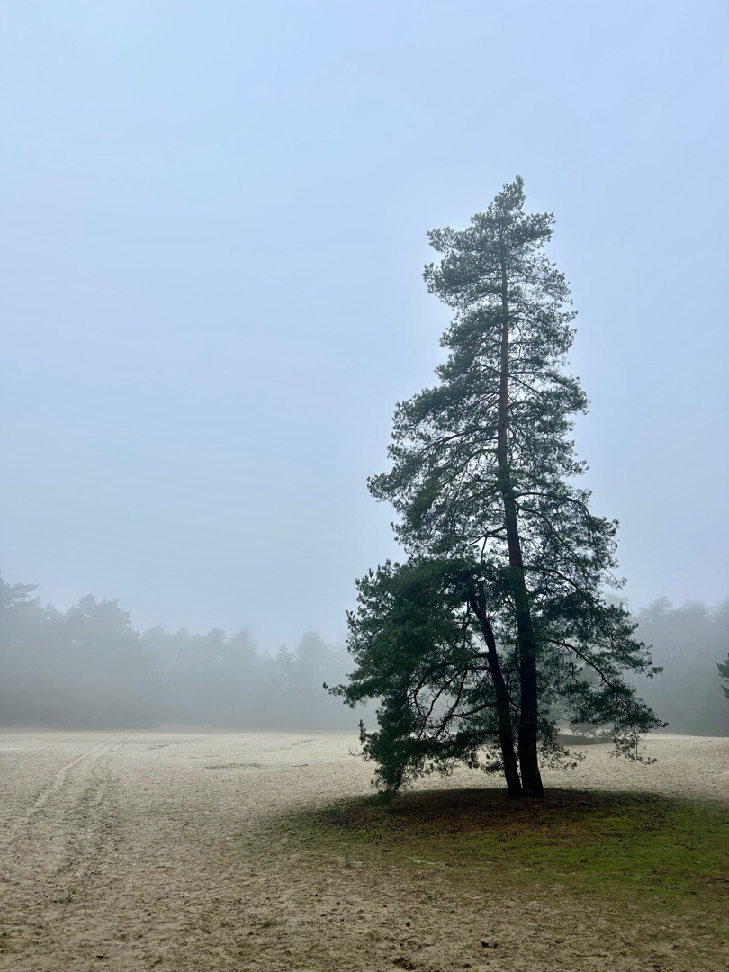 Wandelroute Dieverzand