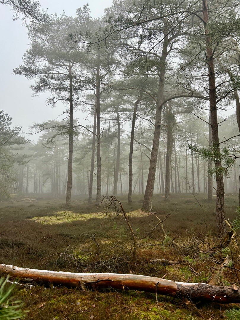 Diever Ommetje King Lear