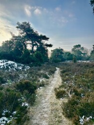 Wandelroute Jeneverbesroute Sleenerzand