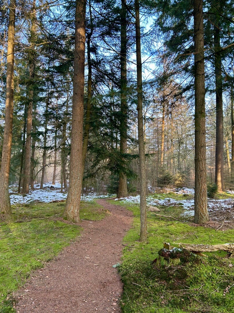 Wandelroute Jeneverbesroute Sleenerzand