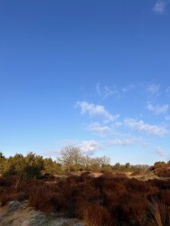 Mantingerveld - Rood
