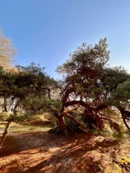Mantingerveld - Rood
