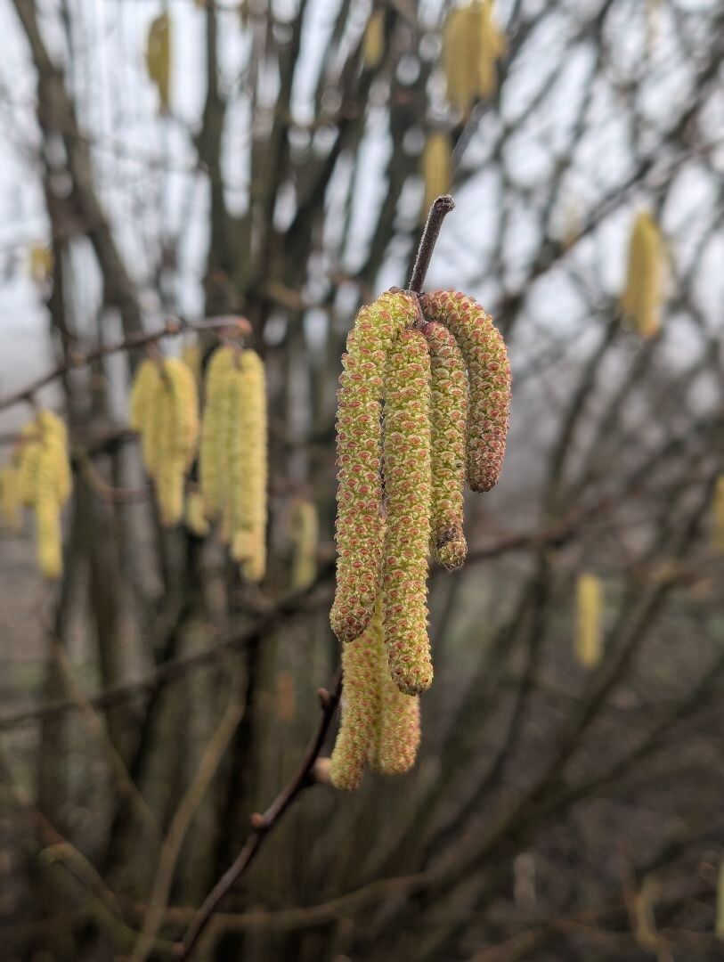Gedeelte van Klompenpad Wolferensepad