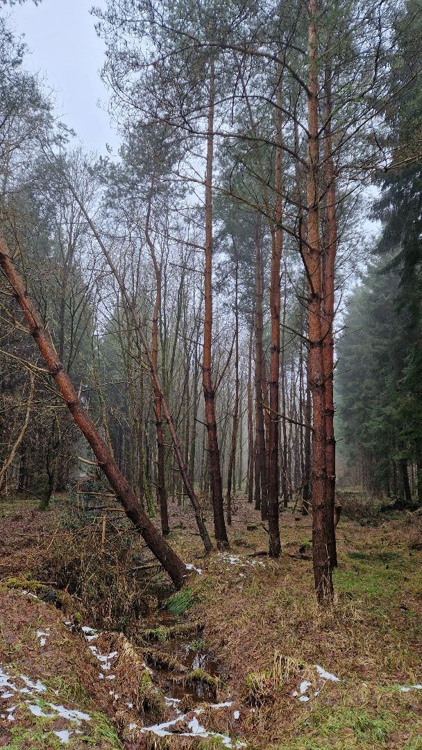 Vledderbos, is meer een park met veel verharde paden