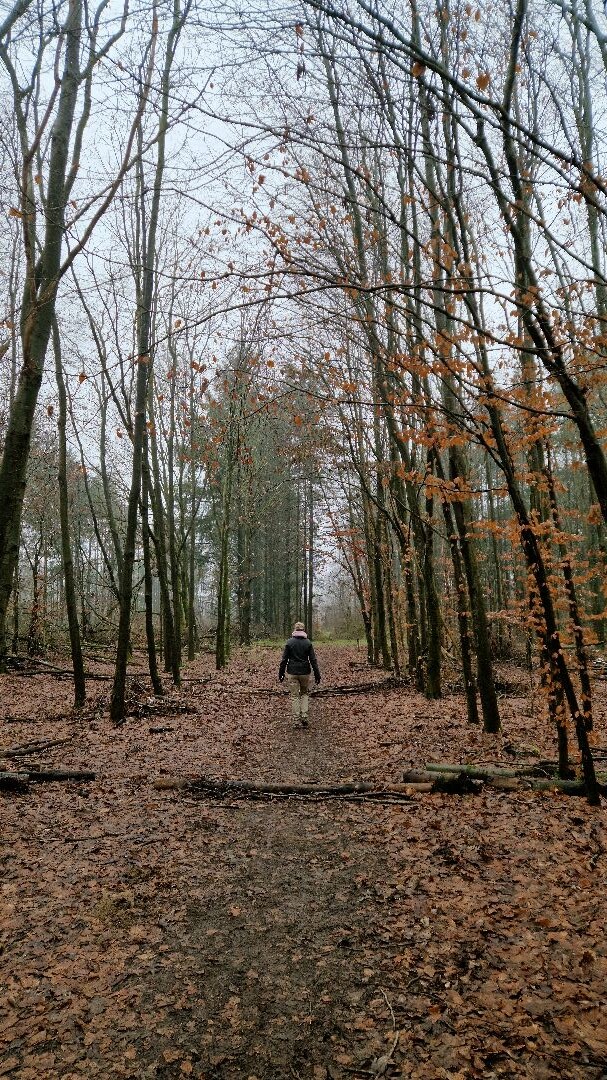 Vledderbos, is meer een park met veel verharde paden