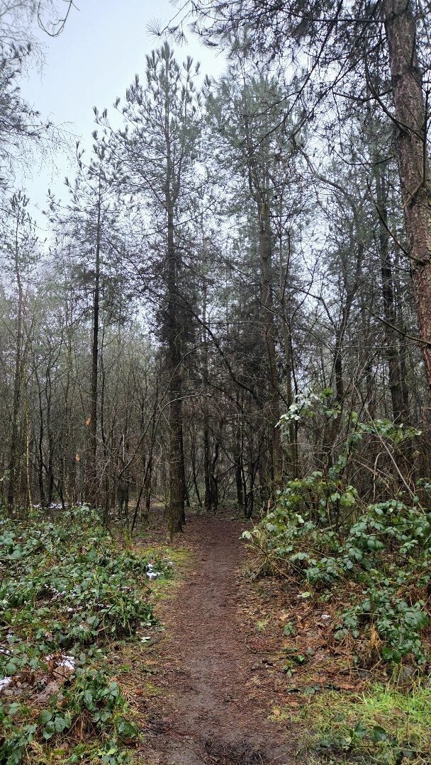 Wandelroute Vledderbos 