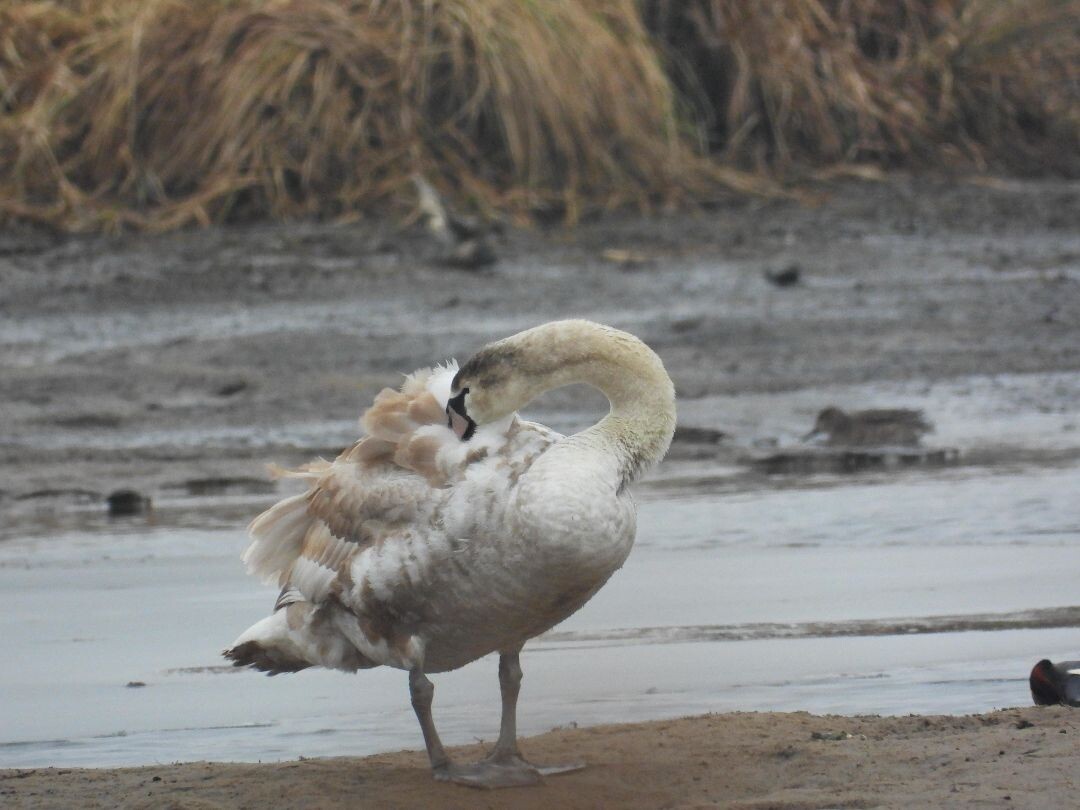 Top vogelrondje bij zuidlaardermeer