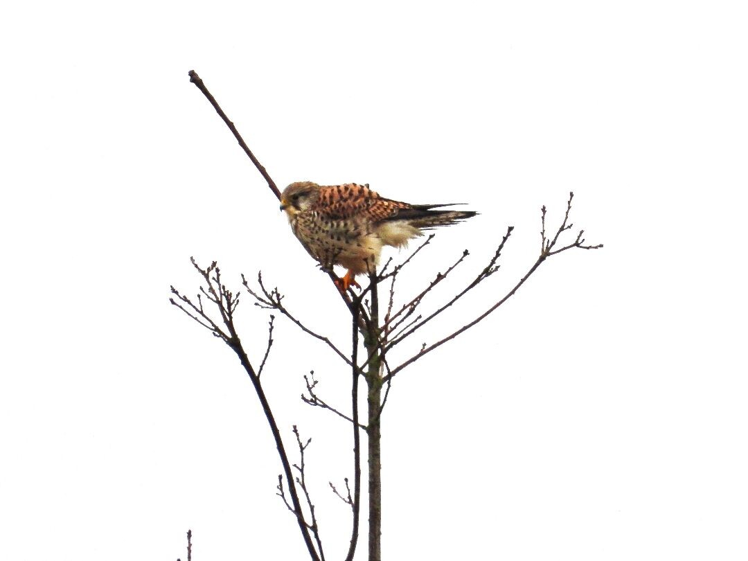 Top vogelrondje bij zuidlaardermeer