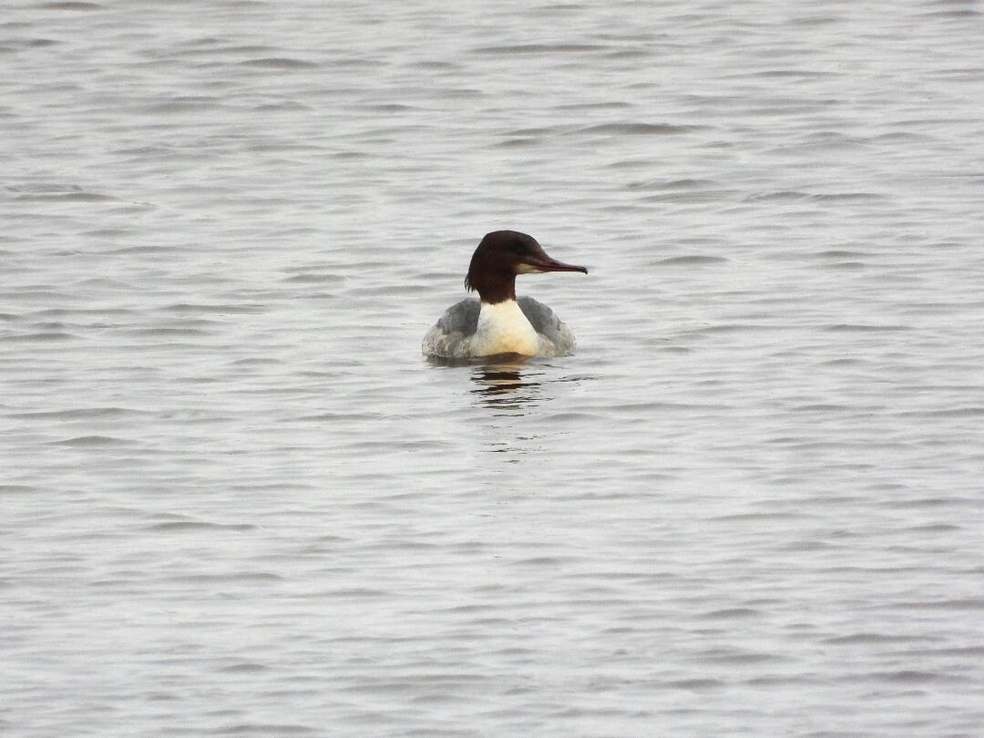 Top vogelrondje bij zuidlaardermeer