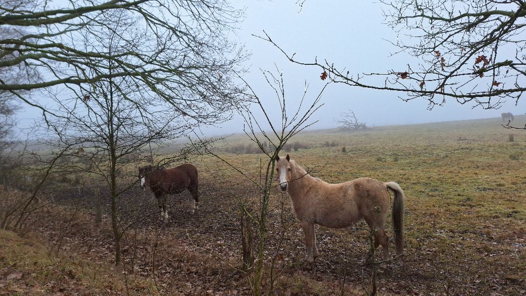 Dalfsen - Ommen · Vechtdalpad etappe 2