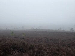 Sallandse Heuvelrug - Groen