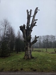 Sallandse Heuvelrug - Groen
