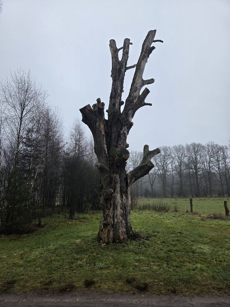 Sallandse Heuvelrug - Groen