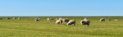 Hippolytushoef - Afsluitdijk · Nederlands Kustpad 2 etappe 13