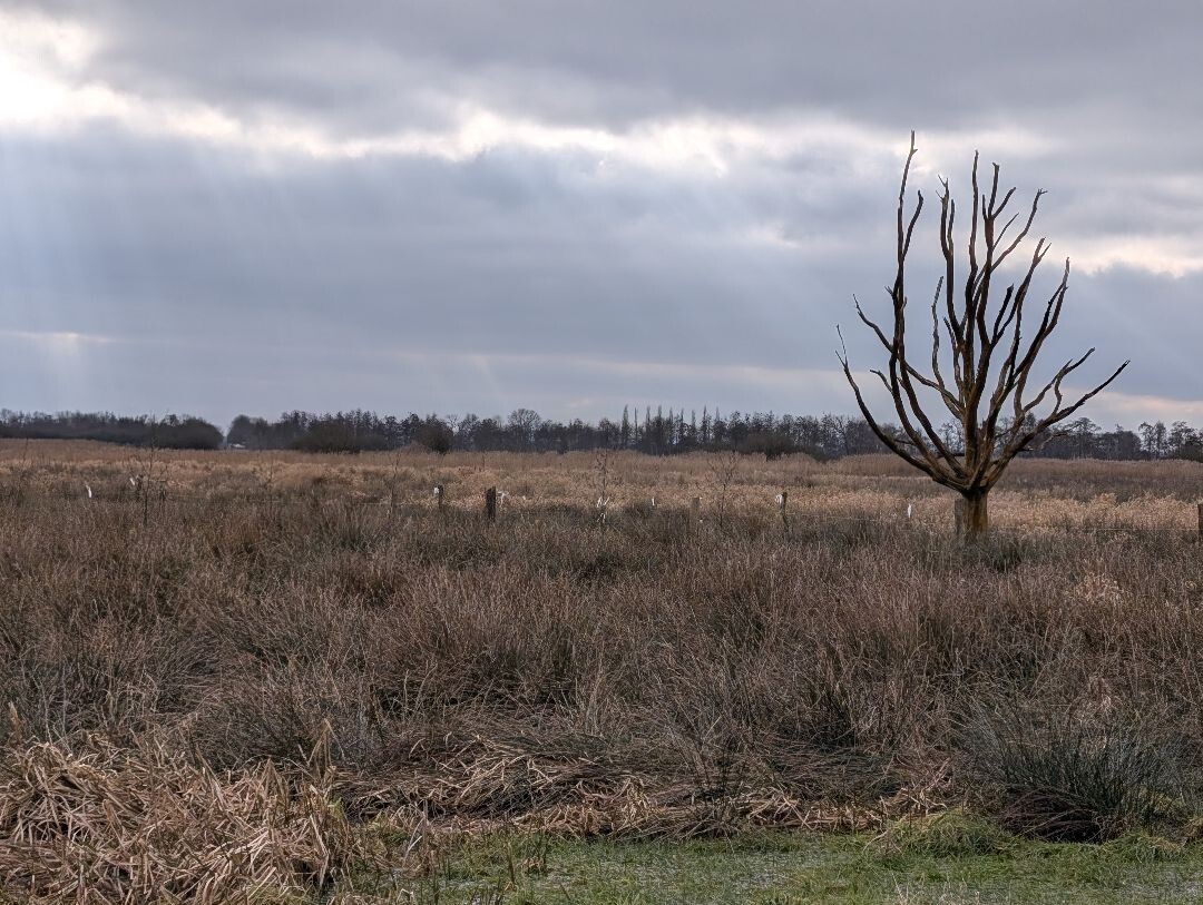 Geeserstroom ❤️14-02-2026❤️