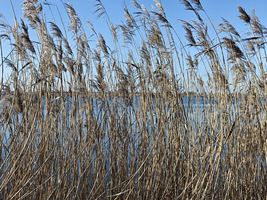 Wandelroute Groene Jonker: vogels