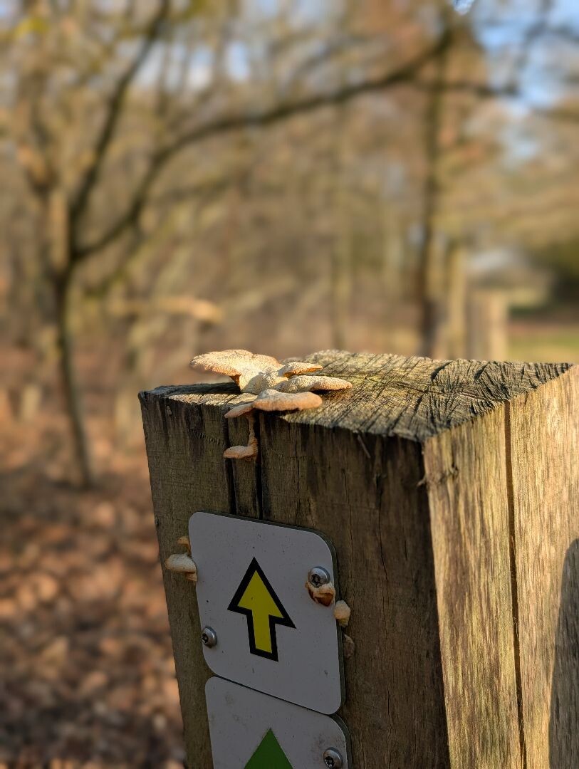 Junner Koeland route