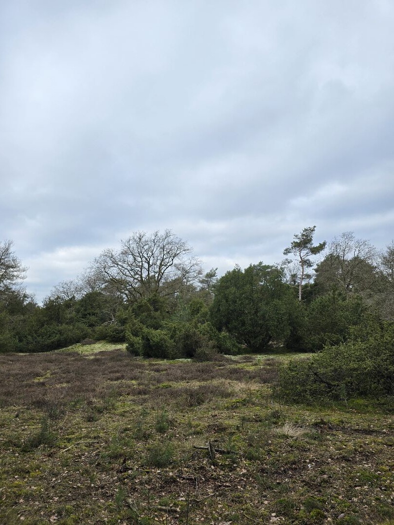 Boswachterspad Arriër-Esch