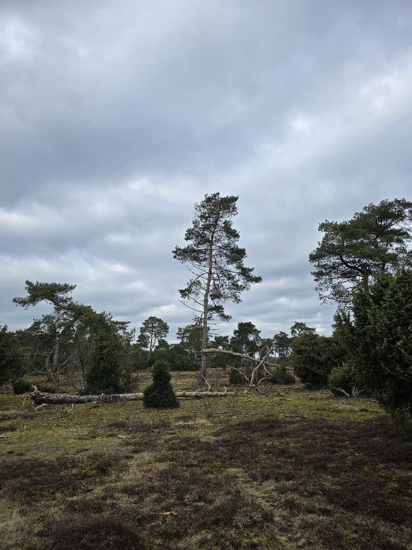 Boswachterspad Arriër-Esch