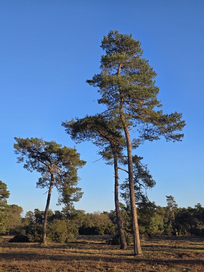 Junner Koeland route in het Vechtdal